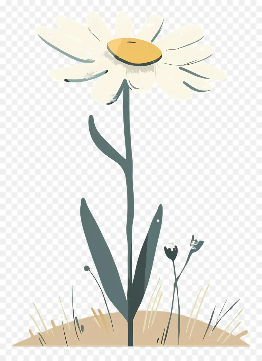 Marguerite Blanche，Fleur PNG