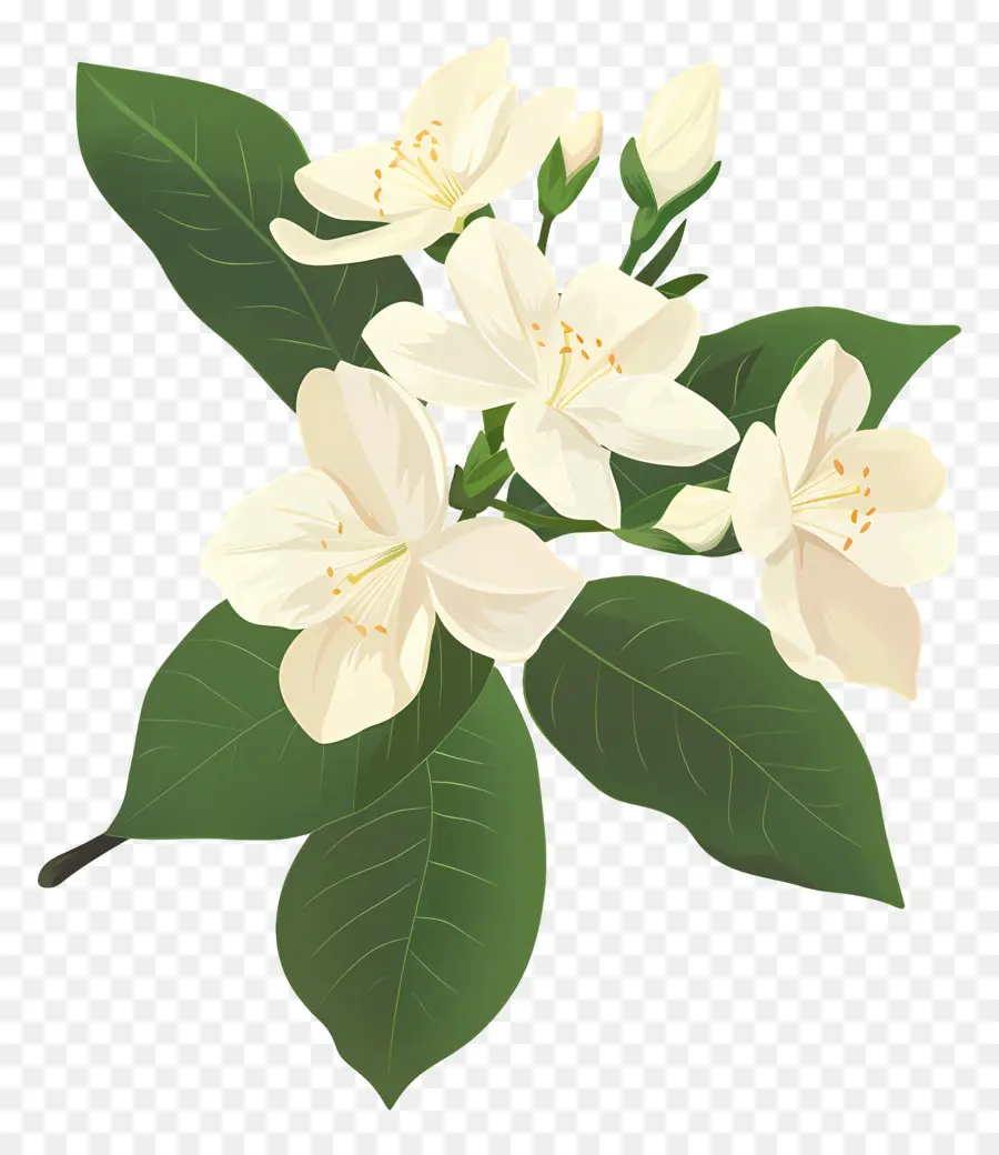 Fleur De Jasmin，Fleurs De Jasmin Blanc PNG