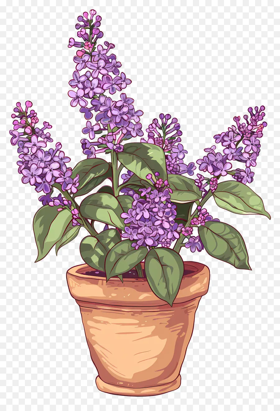 Fleurs Lilas，Lilas Violets PNG