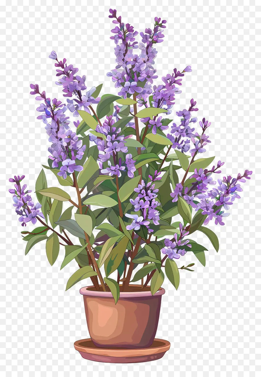 Fleurs Lilas，Plante En Pot PNG