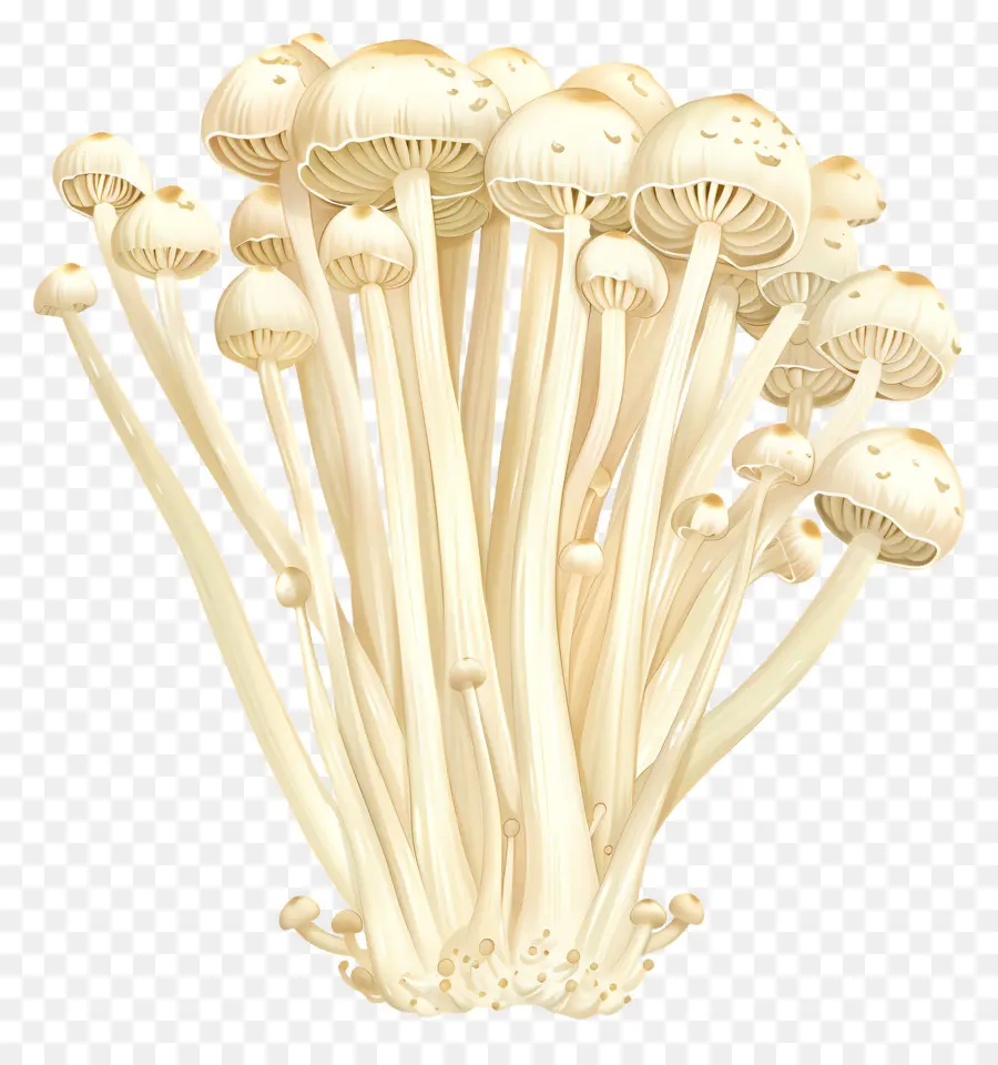 Champignon Enoki，Champignons PNG