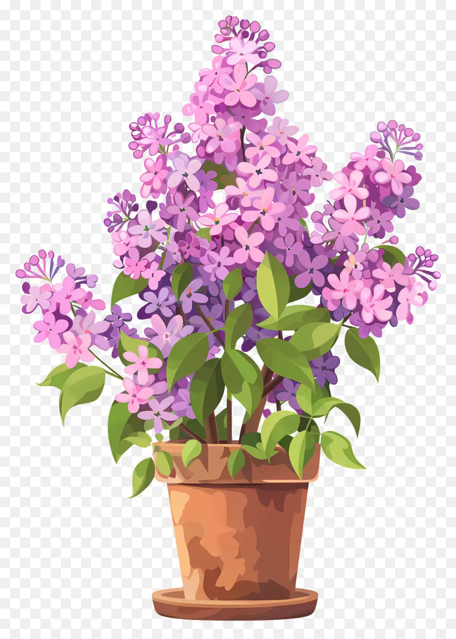 Fleurs Lilas，Fleurs De Lila PNG