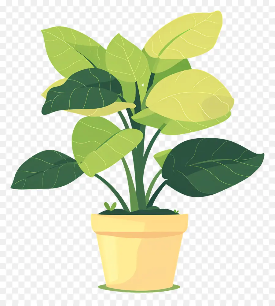 Plante En Pot，Plante PNG