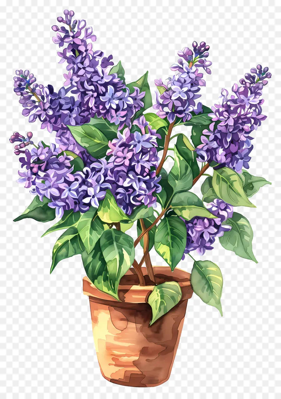 Fleurs Lilas，Les Lilas PNG