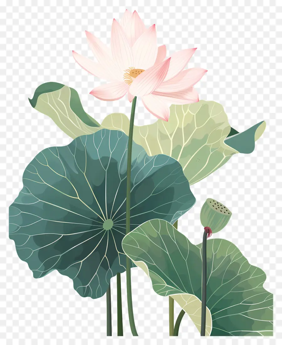 Fleur De Lotus，Lis à Eau Rose PNG