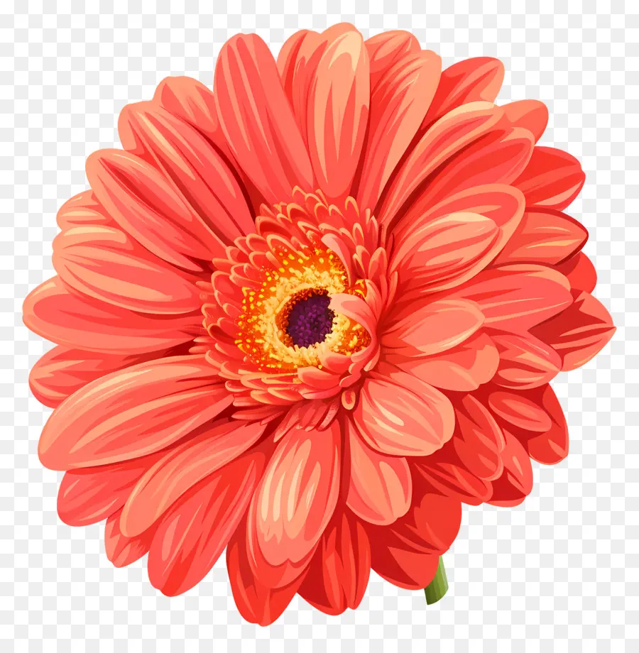 Fleur De Daisy Gerbera，Marguerite Gerbera PNG