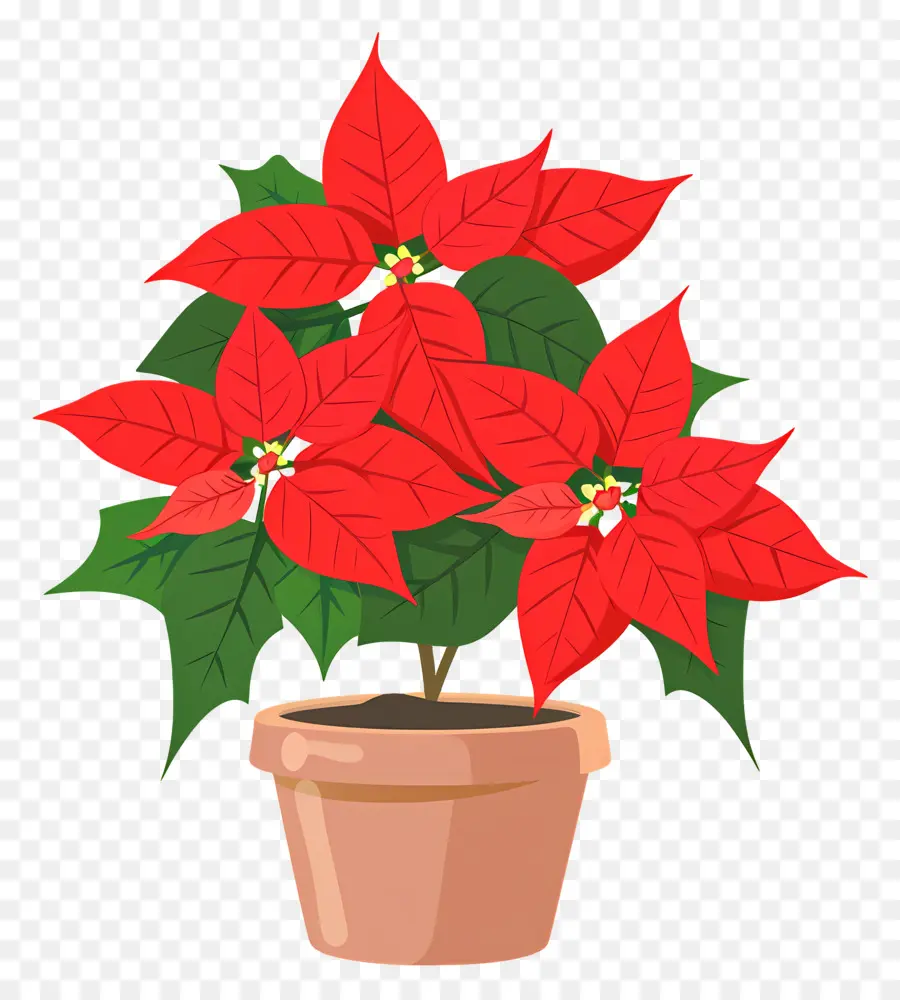 Poinsettia En Pot，Plante De Poinsettia PNG