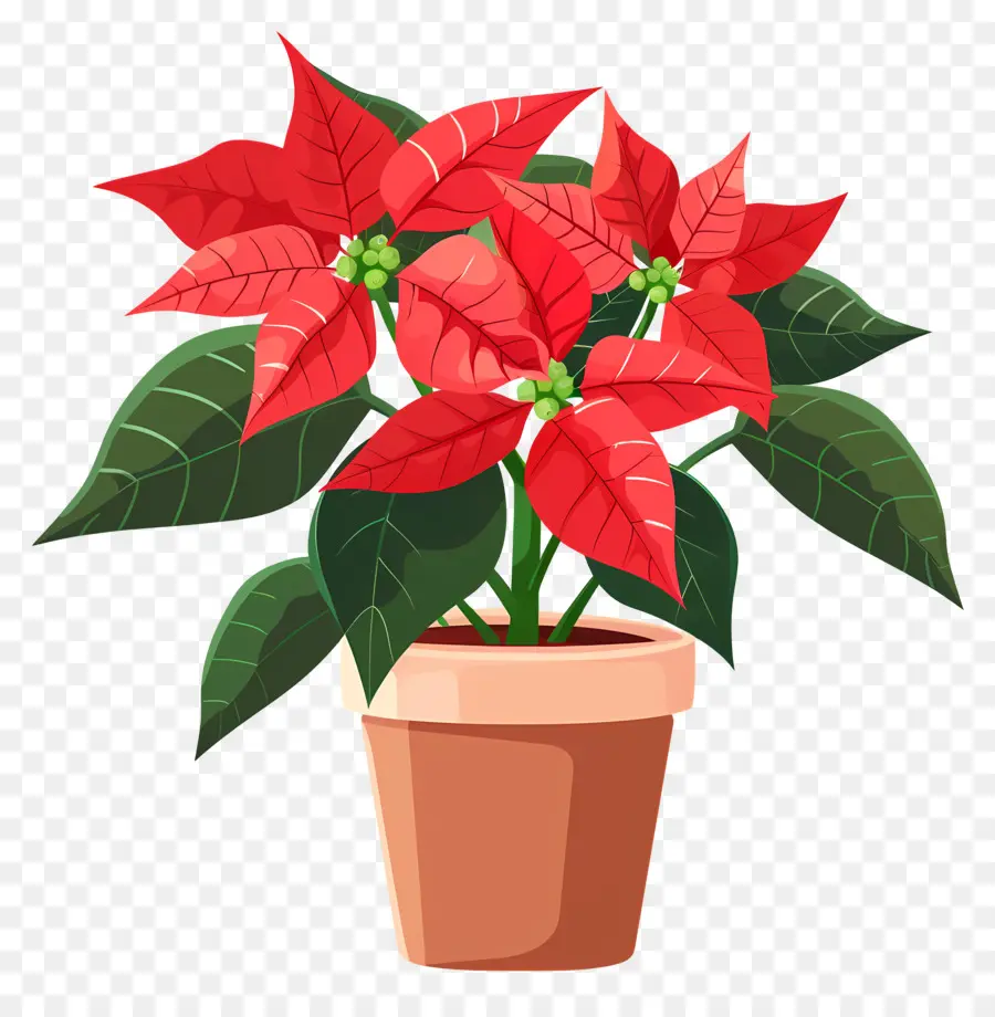 Poinsettia En Pot，Plante De Poinsettia PNG