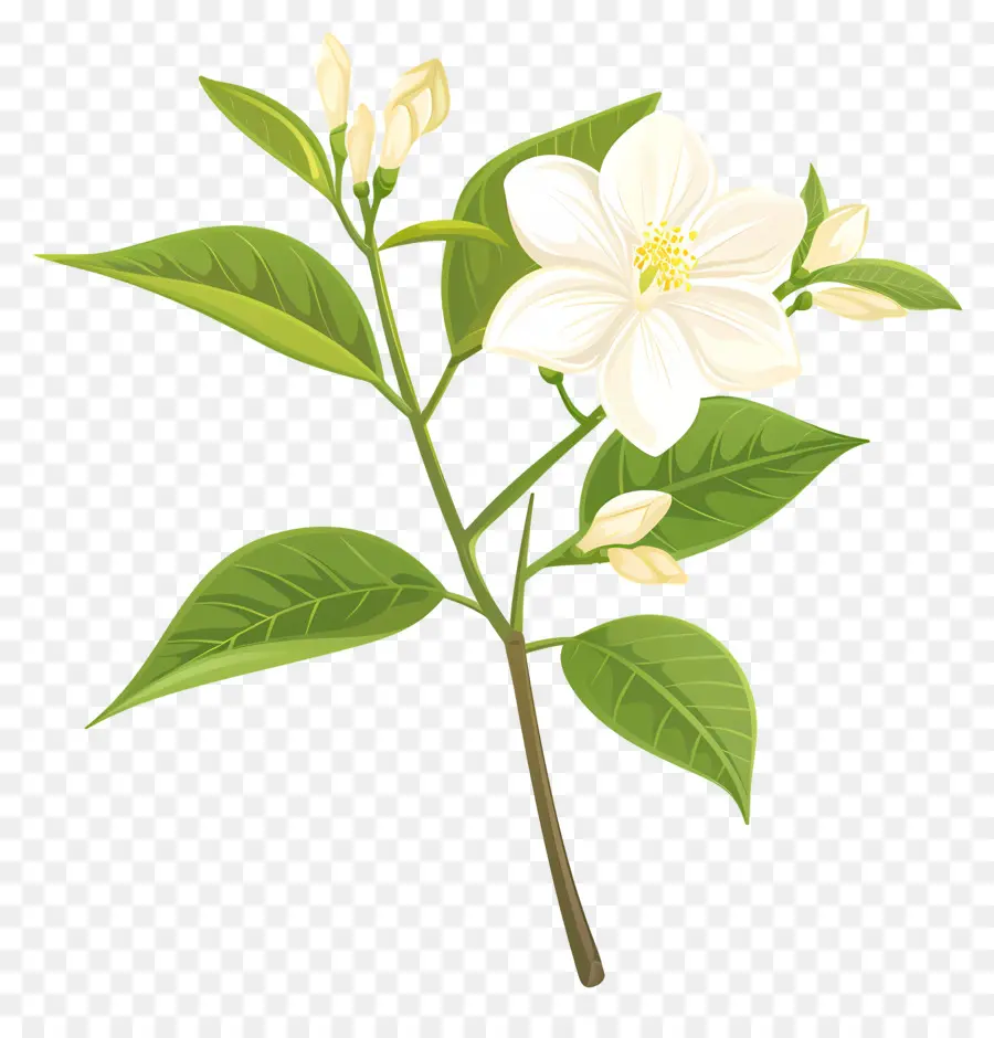 Fleur De Jasmin，Pétales Blancs PNG
