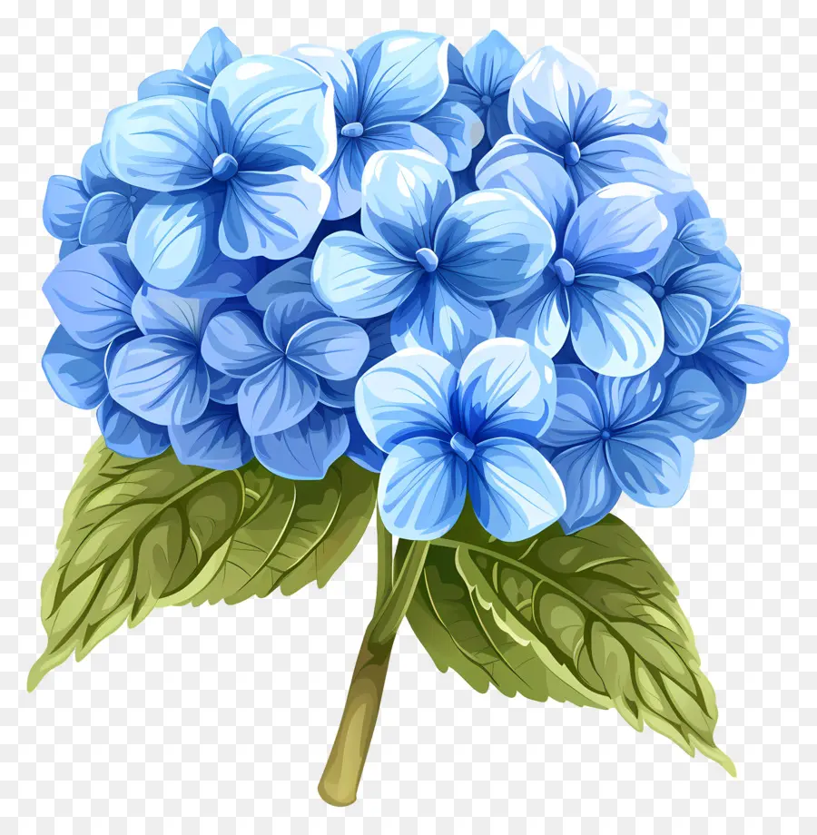 Hortensia Fleur，Bleu Hortensia PNG