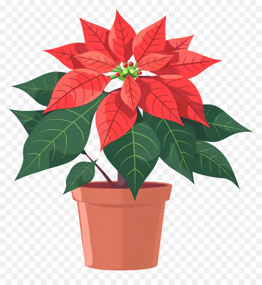 Poinsettia En Pot，Plante De Poinsettia PNG