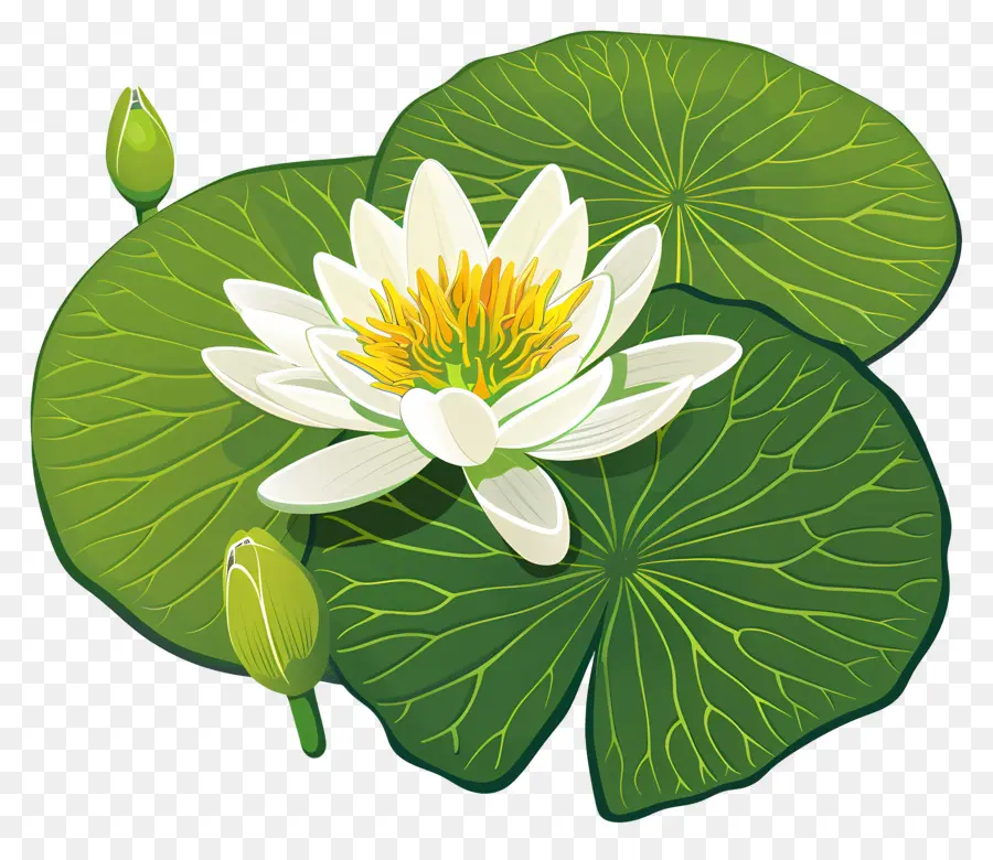 Feuille De Lis D'eau，Fleur De Lotus PNG