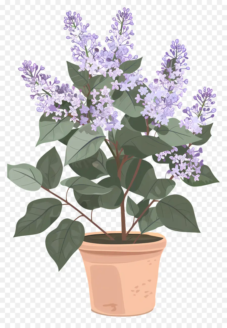 Fleurs Lilas，Plante Lilas PNG