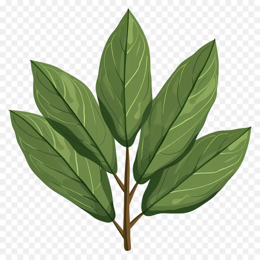 Feuille De Laurier，Plante À Feuilles PNG