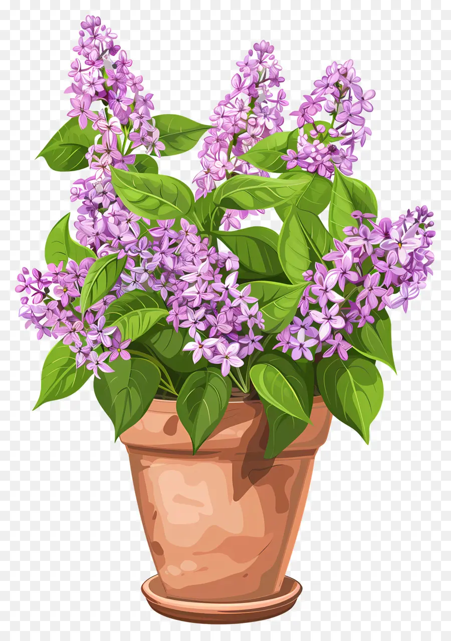 Fleurs Lilas，Plantes Lilas PNG