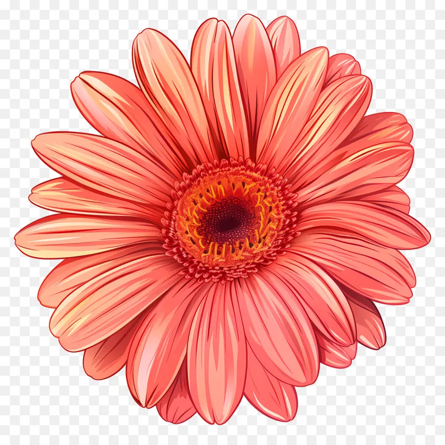 Fleur De Marguerite Gerbera，Fleur Rose PNG