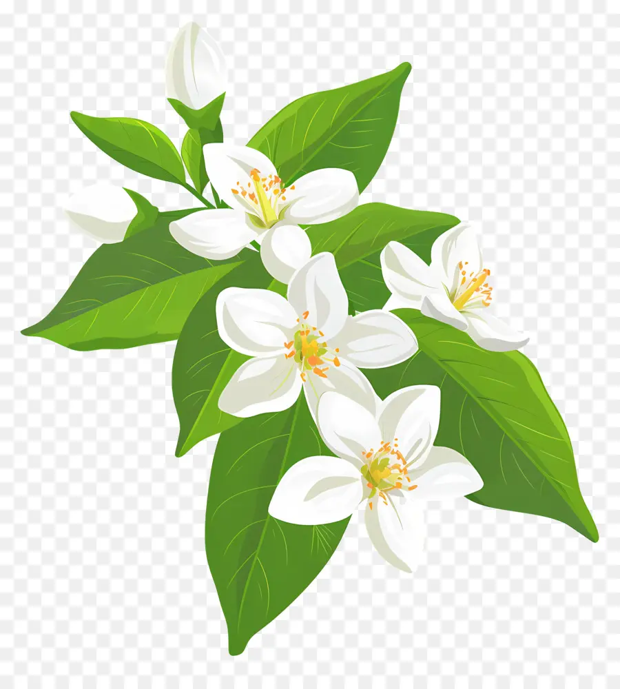 Fleur De Jasmin，Fleurs Blanches PNG