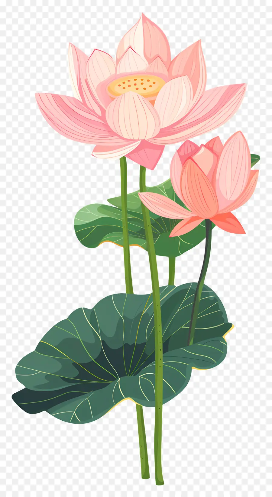 Fleur De Lotus，Rose PNG