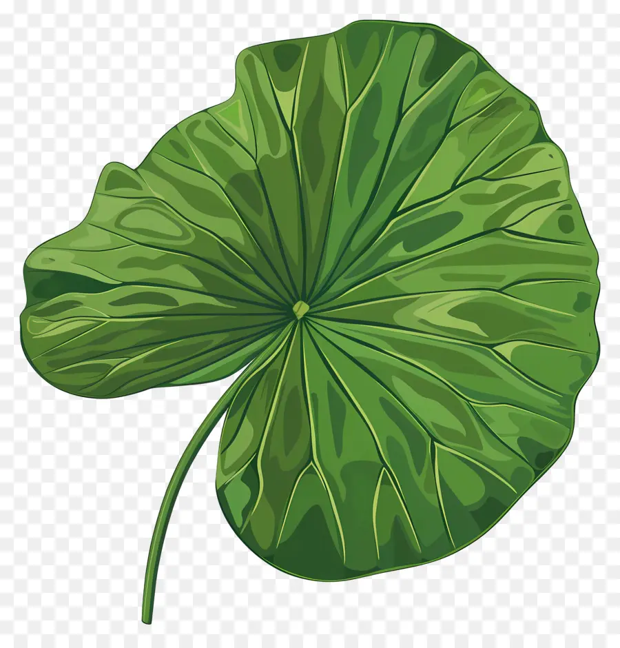 Feuille De Nénuphar，Feuille Verte PNG