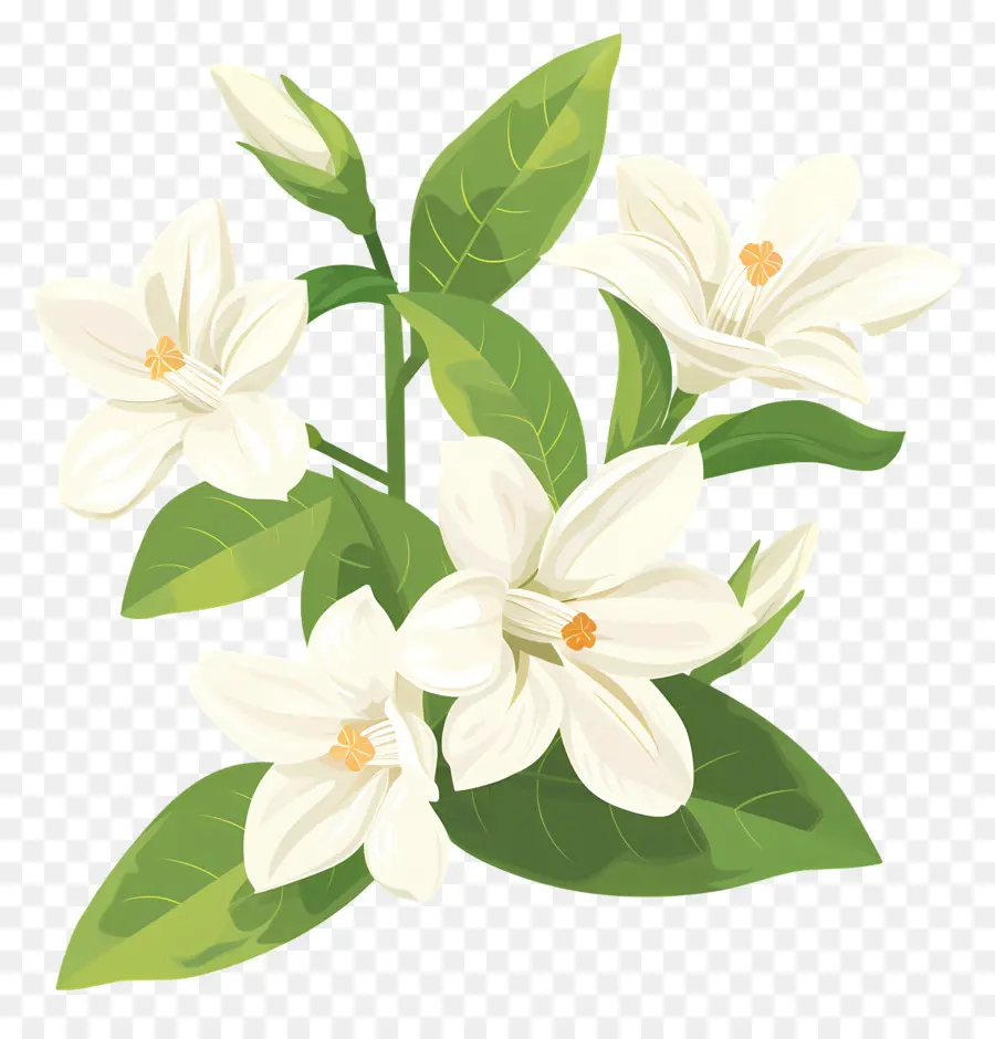 Fleur De Jasmin，Des Fleurs De Jasmin PNG