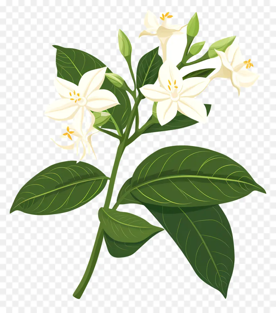 Fleur De Jasmin，Petite Fleur Blanche PNG