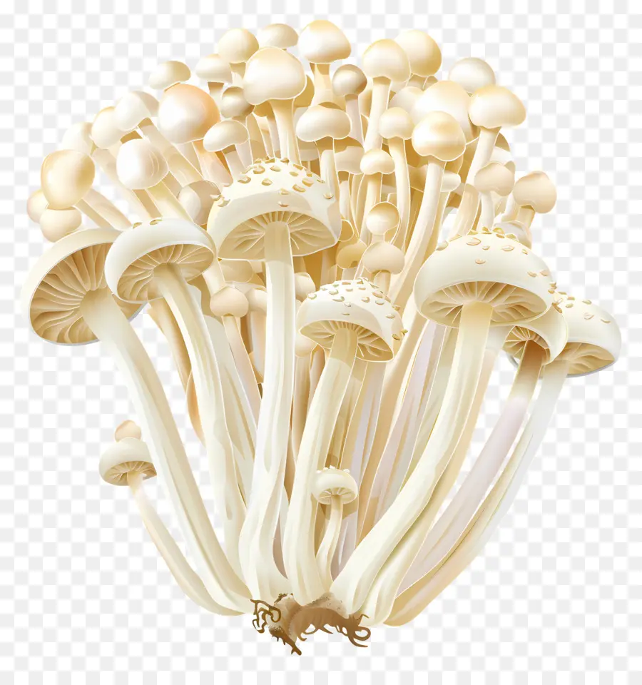 Champignons Enoki，Champignons PNG