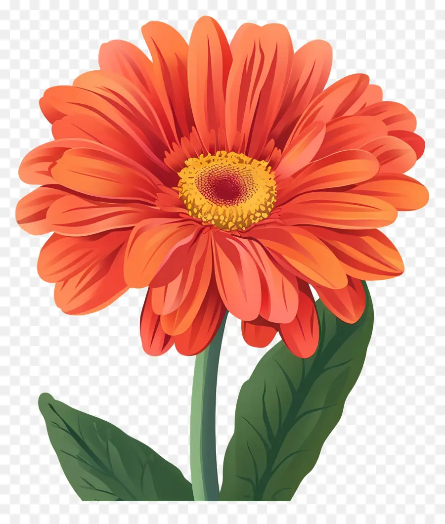 Fleur De Marguerite Gerbera，Fleur Rose PNG