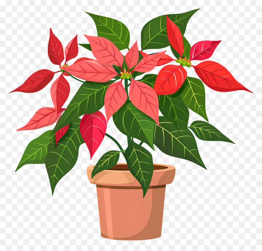 Poinsettia En Pot，Poinsettia PNG