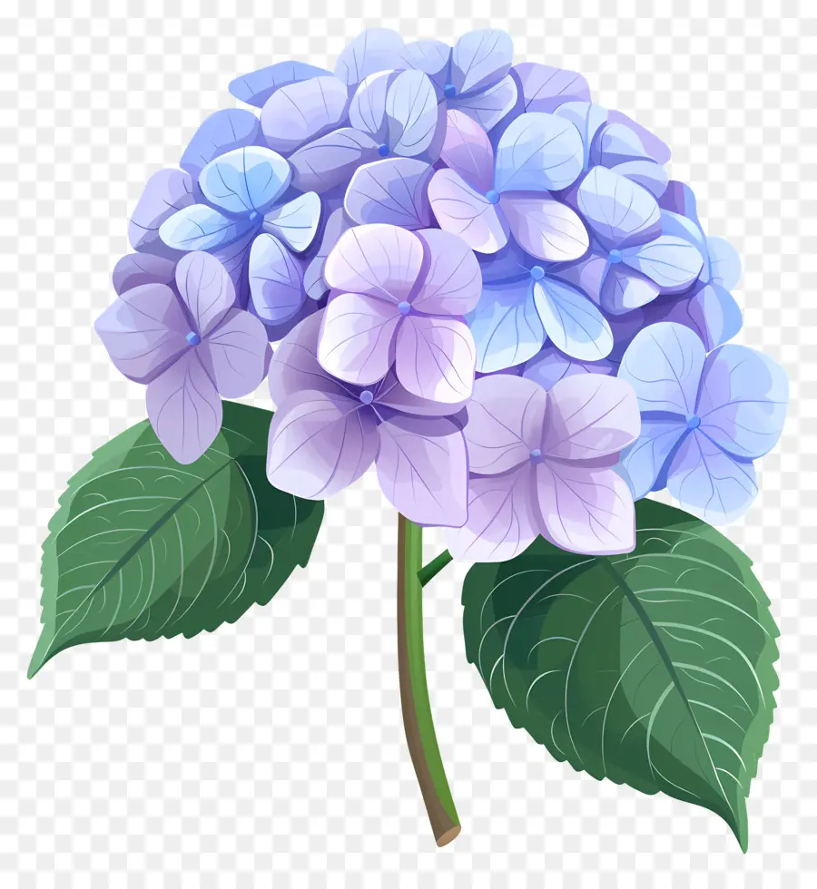 Fleur D'hortensia，Hortensia PNG