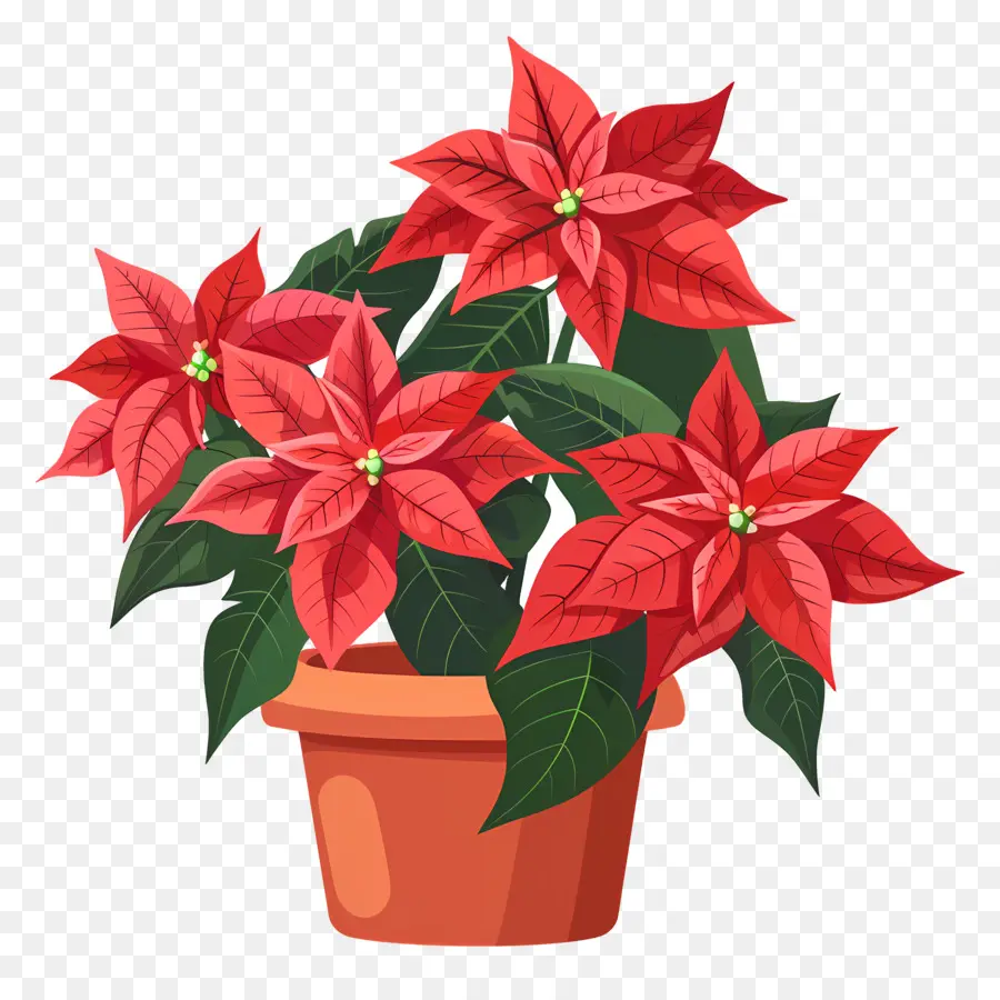 Poinsettia En Pot，Plante De Poinsettia Rouge PNG