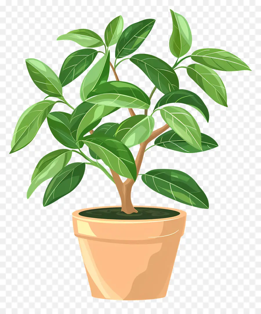 Plante En Pot，Plante PNG