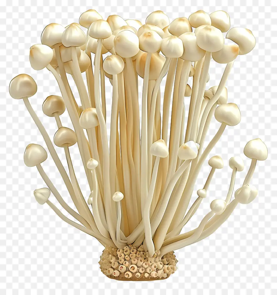 Champignons Enoki，Champignons PNG