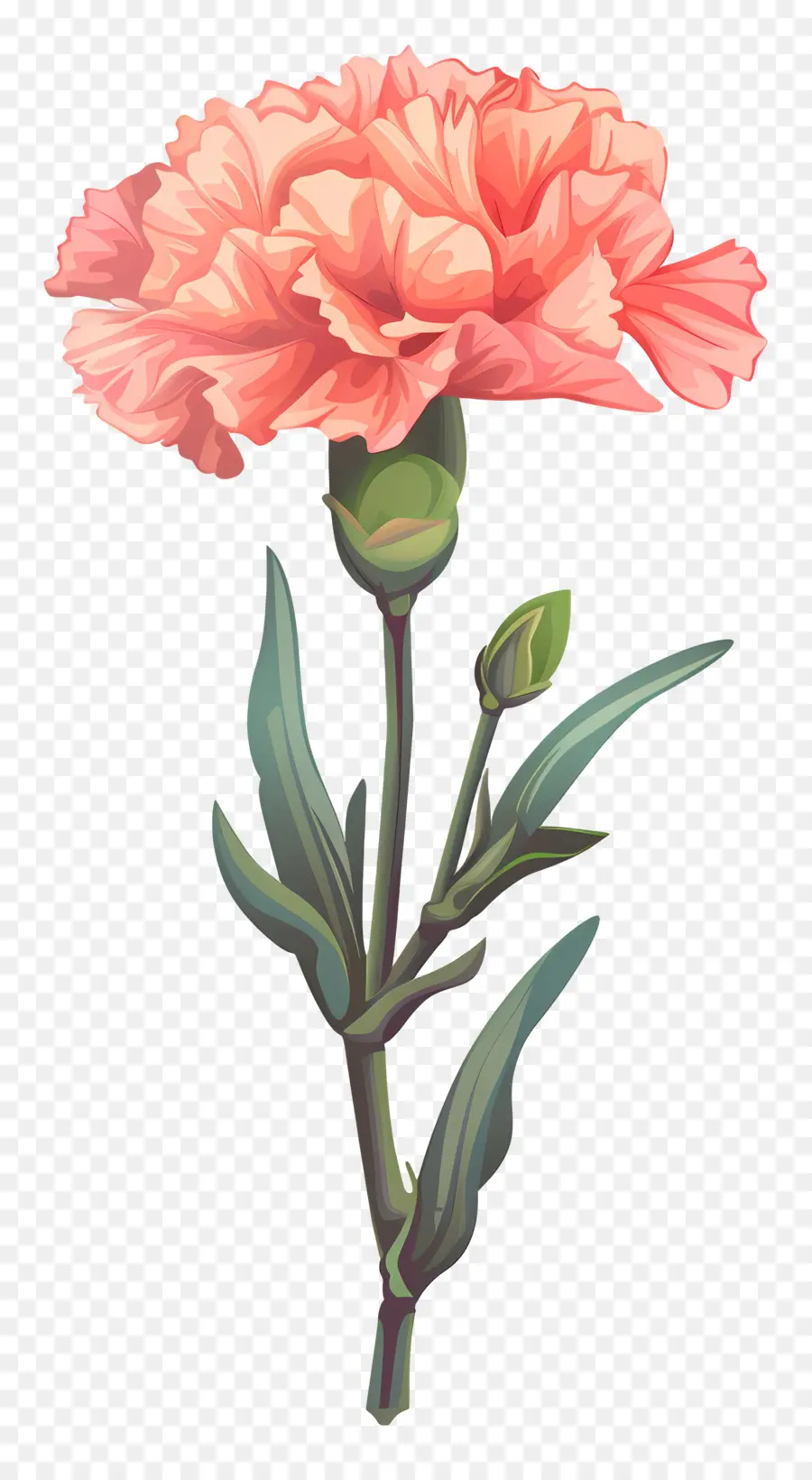 Oeillet Fleur，Oeillet Rose PNG