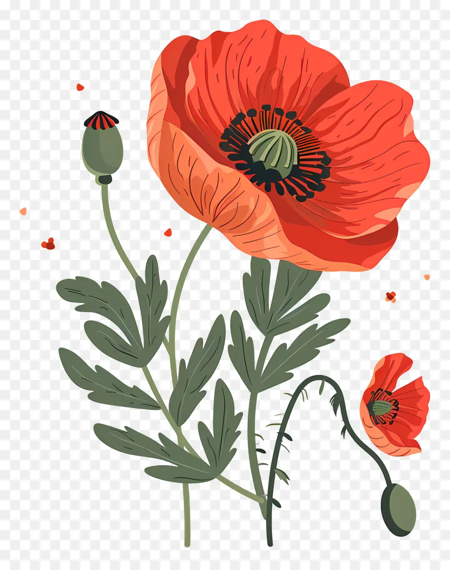 Coquelicot，Le Rouge Des Coquelicots PNG