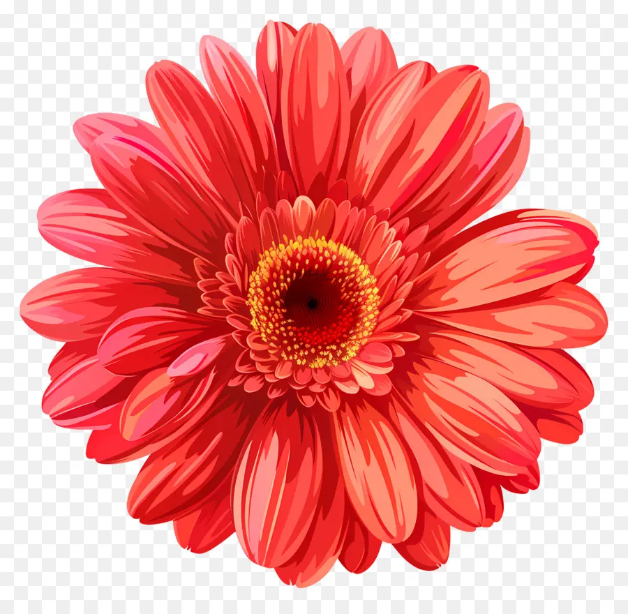 Fleur De Daisy Gerbera，Fleur Rouge PNG