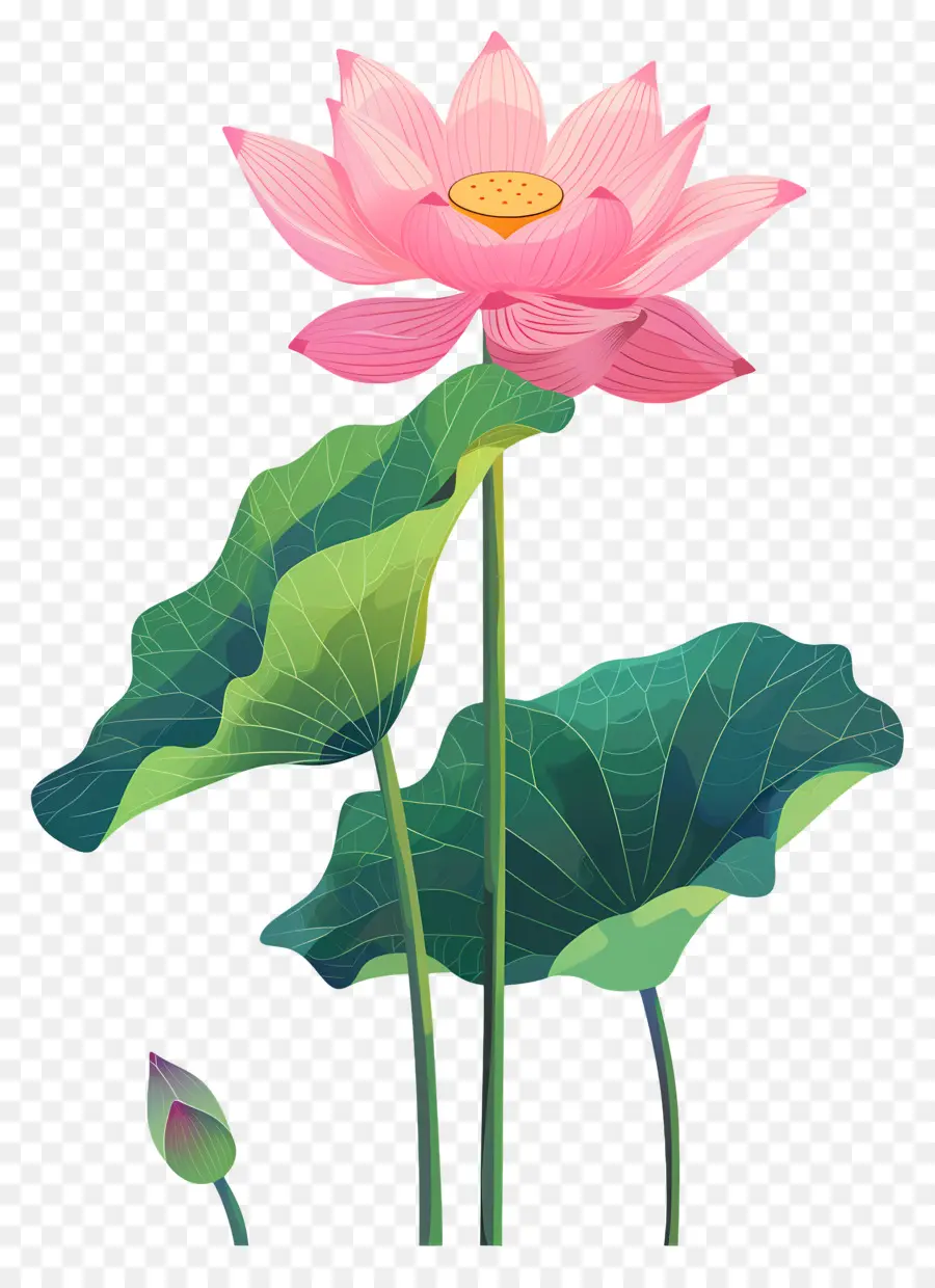 Fleur De Lotus，Lotus Rose PNG