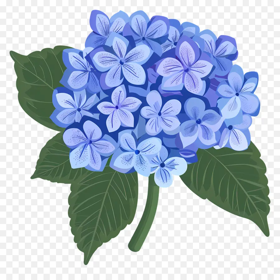 Hortensia Fleur，Fleurs D'hortensia Bleue PNG