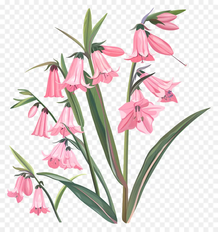 Jacinthes，Fleurs PNG