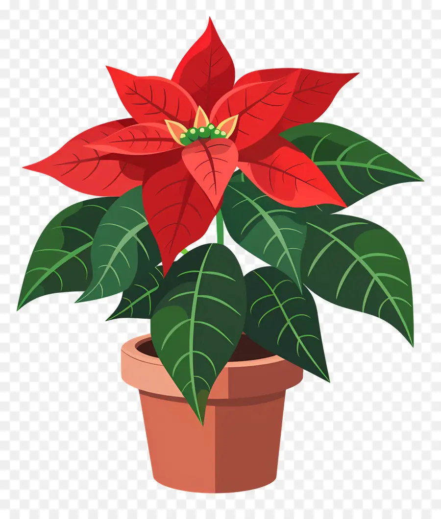 Poinsettia En Pot，Poinsettia PNG