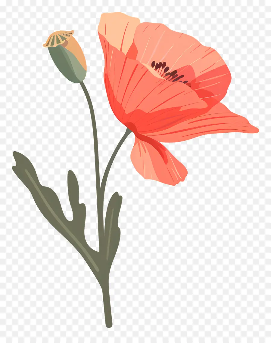 Coquelicot，Fleur De Pavot Rouge PNG