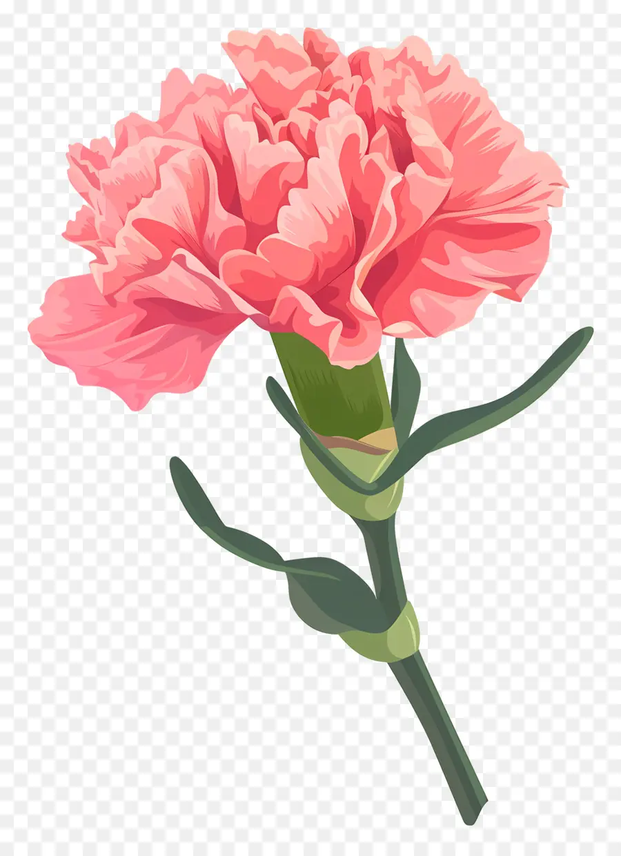 Oeillet Fleur，Oeillet Rose PNG