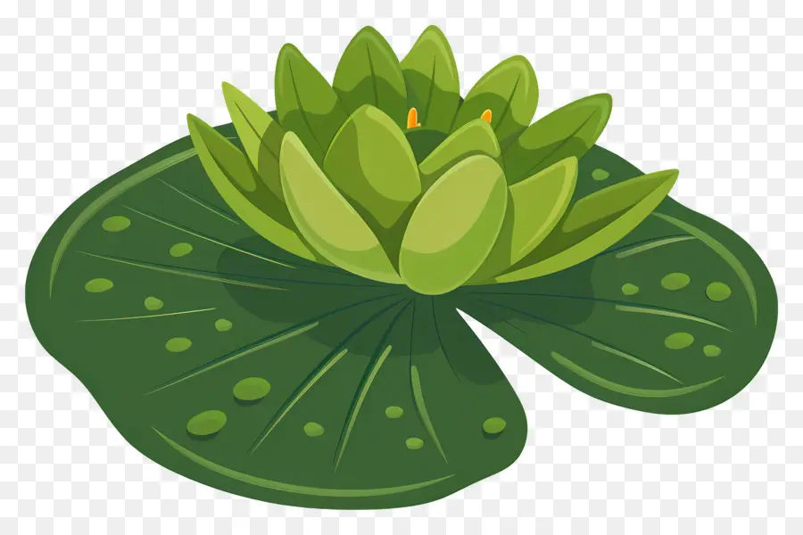 Feuille De Lis D'eau，Nénuphar PNG