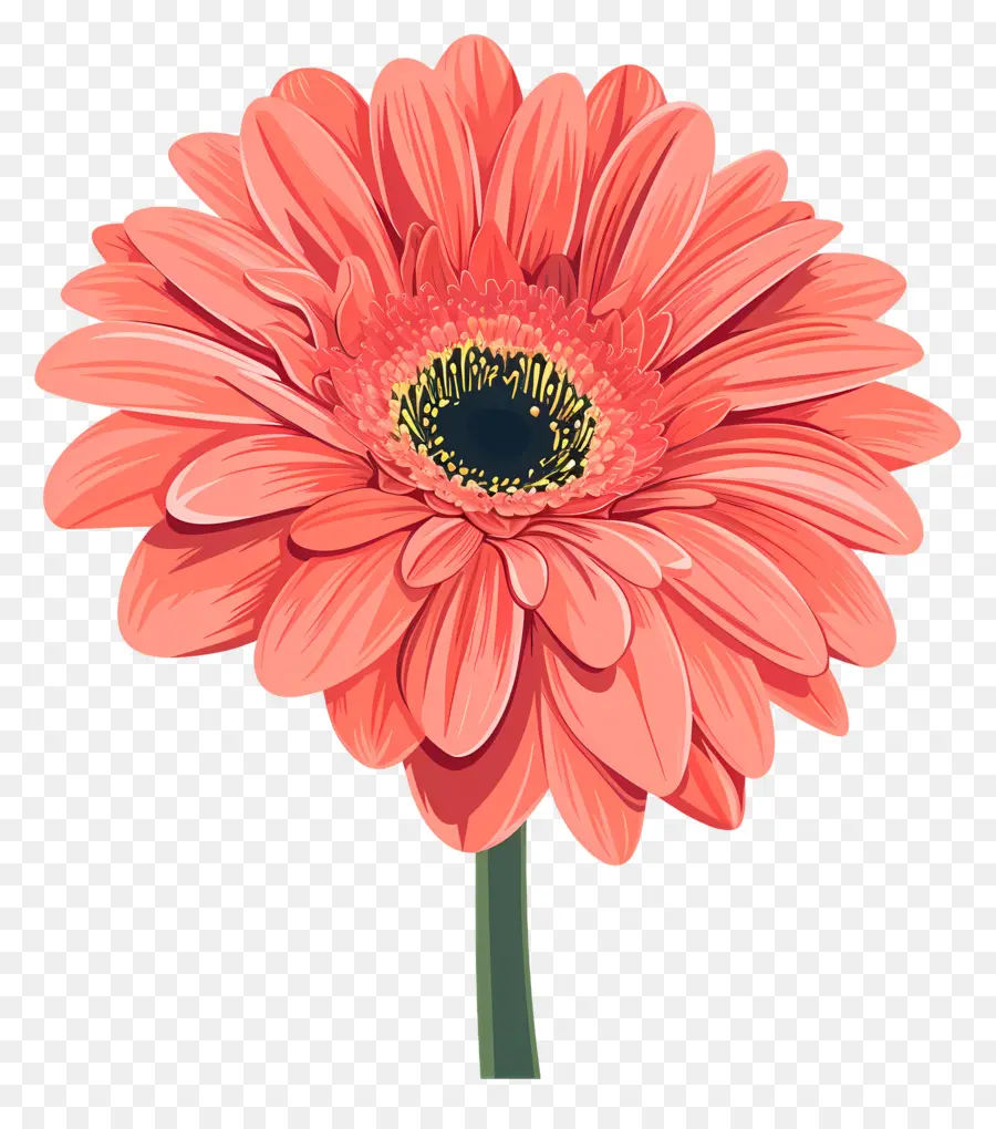 Fleur De Daisy Gerbera，Fleur Rose PNG