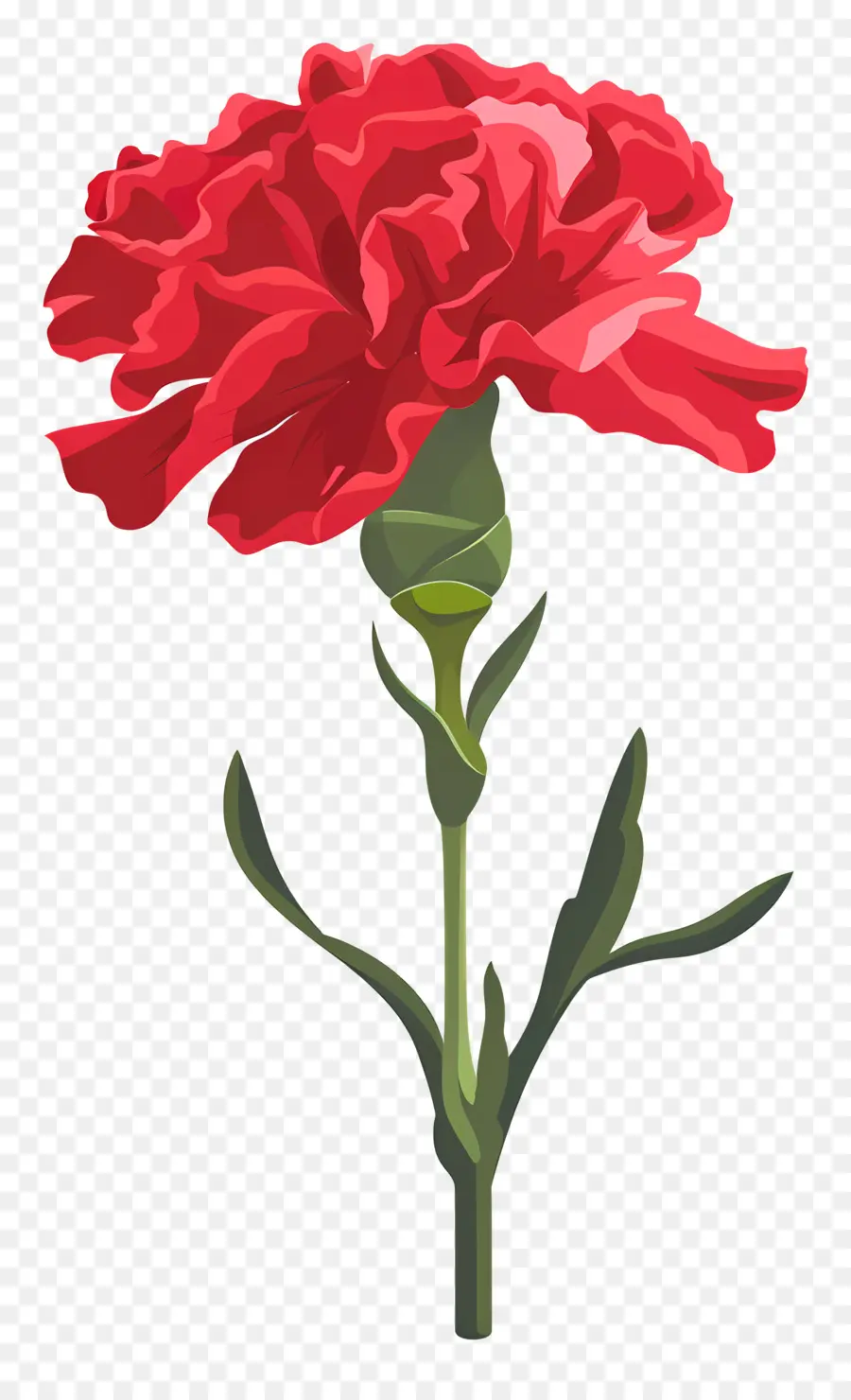 Oeillet Fleur，œillets Rouges PNG