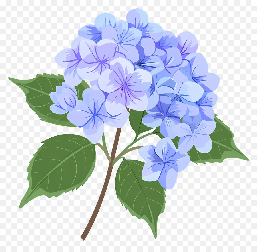 Hortensia Fleur，Hortensia Fleurs PNG