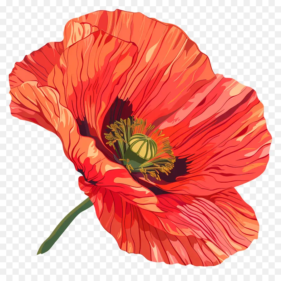 Coquelicot，Fleur De Pavot Rouge PNG