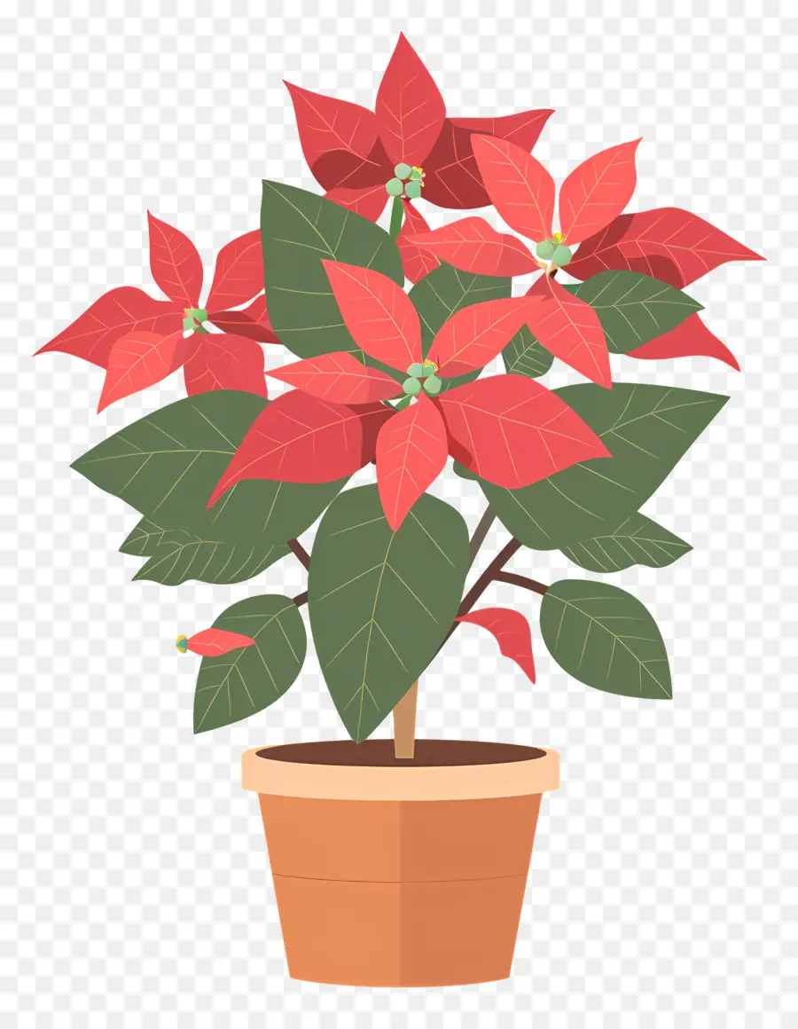 Poinsettia En Pot，Plante De Poinsettia PNG