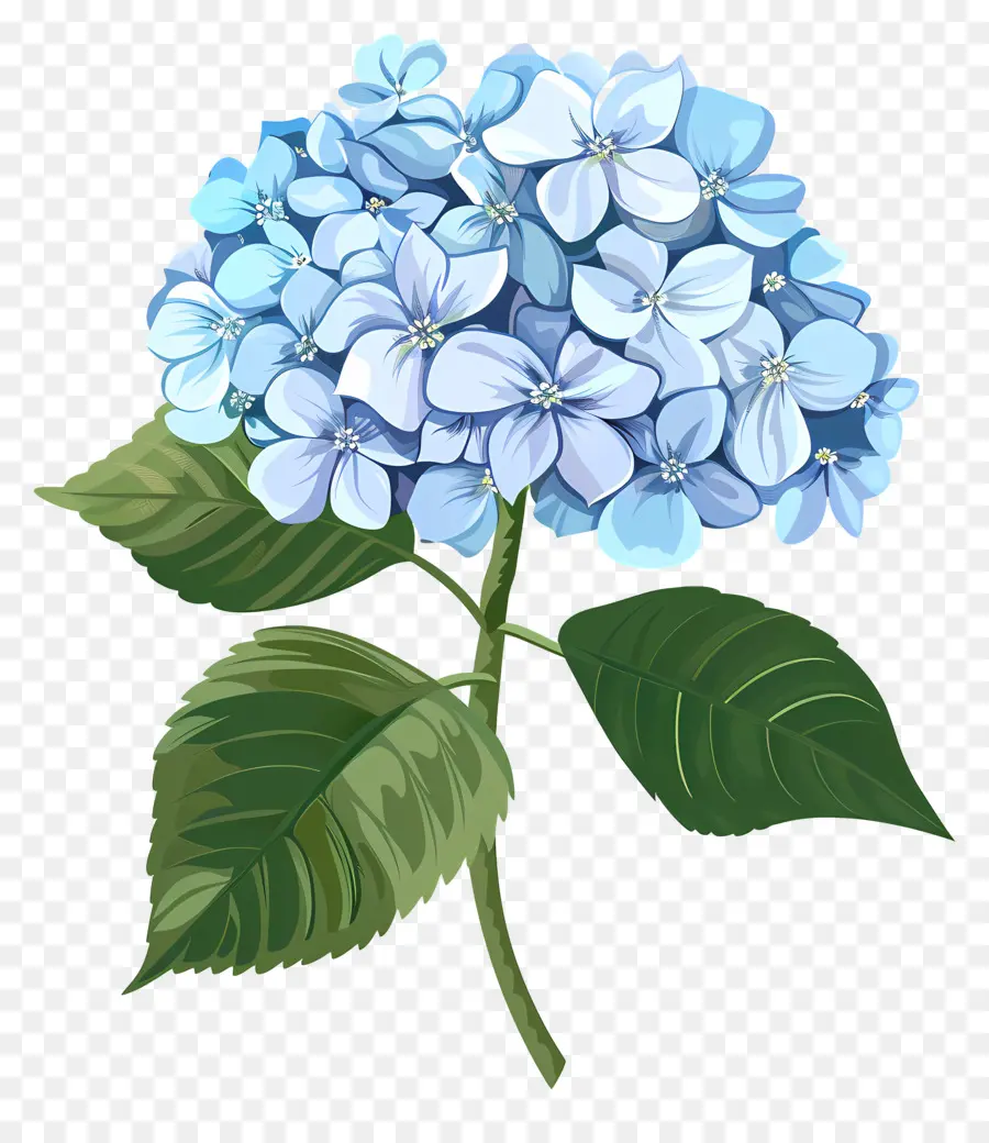 Hortensia Fleur，Hortensia Bleu Clair PNG