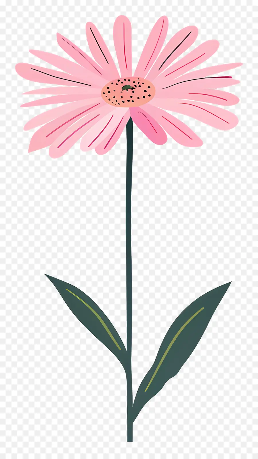 Marguerite Rose，Fleur Rose PNG