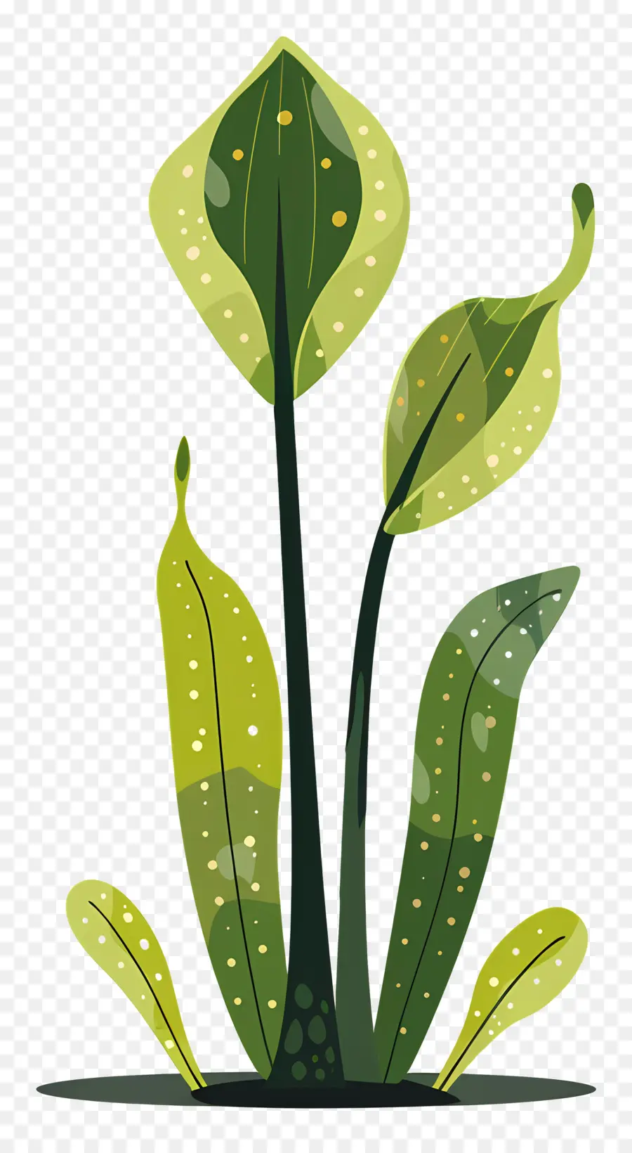 Cruche Plante，Plante Verte PNG
